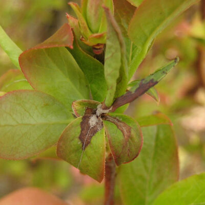 Mummy Berry Leaf Infection — Mummy Berry