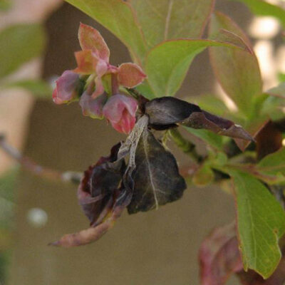 Mummy Berry Leaf Infection — Mummy Berry