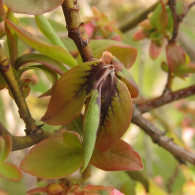 Mummy Berry Leaf Infection — Mummy Berry