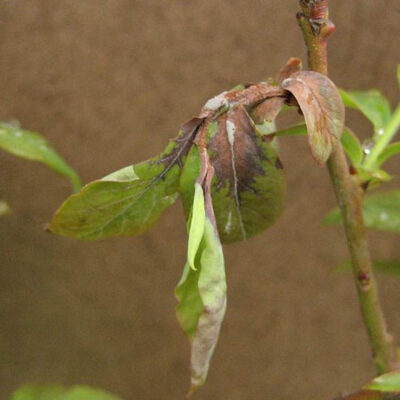 Mummy Berry Leaf Infection — Mummy Berry