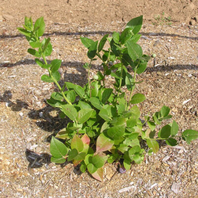 Nitrogen Deficiency — Nitrogen Deficiency