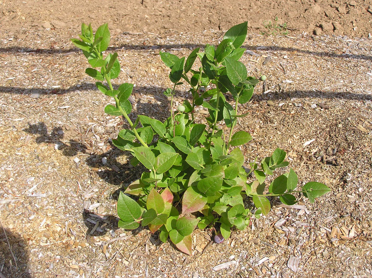 Nitrogen Deficiency