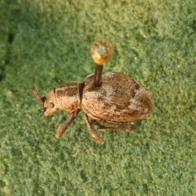 Obscure Weevil — Weevils