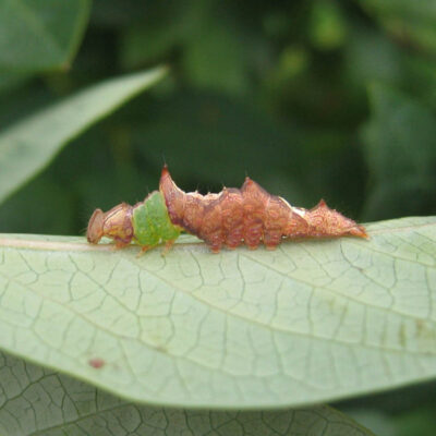 Leaf Feeding Caterpillar — Caterpillars – Leaf Feeding