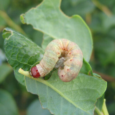 Leaf Feeding Caterpillar — Caterpillars – Leaf Feeding
