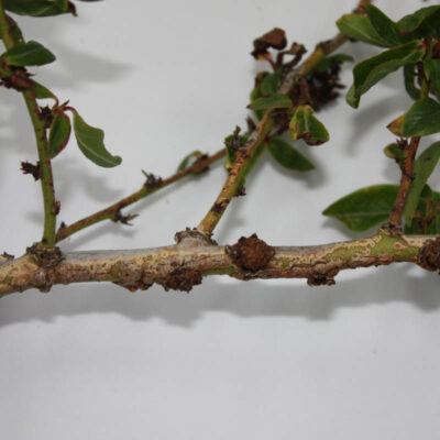 Phenoxy Herbcallus — Phenoxy (2, 4-D, MCPA)