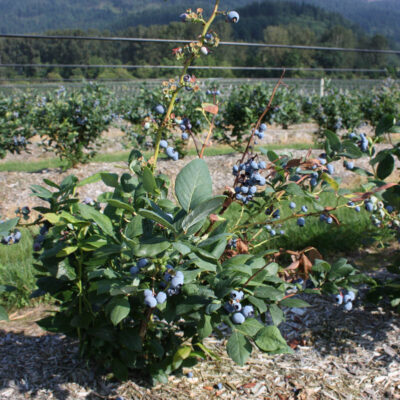 Phomopsis Stem Canker On Draper — Phomopsis Canker
