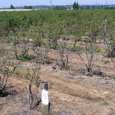 Root Rot Decline — Root and Crown Rot