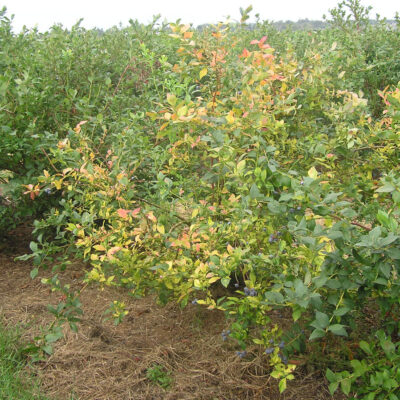 Root Rot — Root and Crown Rot