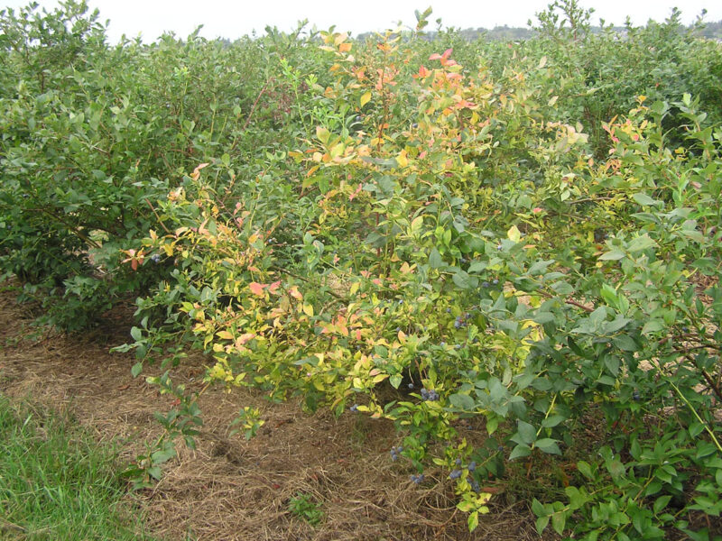 Root and Crown Rot