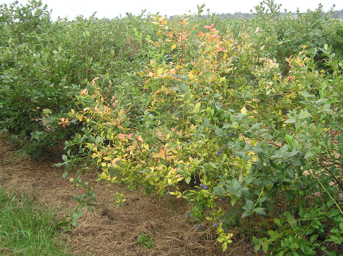 Root and Crown Rot