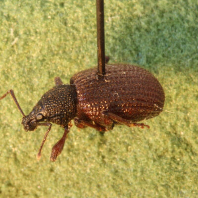 Rough Strawberry Weevil — Weevils
