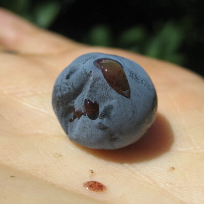 SWD Damaged Blueberry — Spotted Wing Drosophila (SWD)