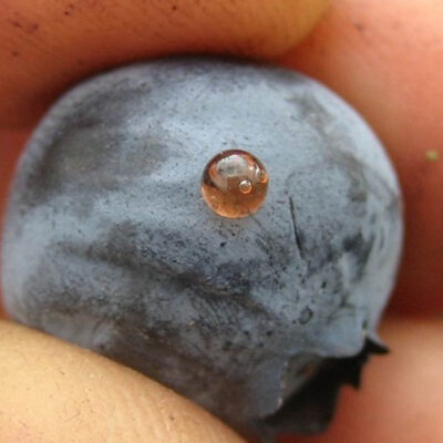 SWD Damaged Blueberry — Spotted Wing Drosophila (SWD)