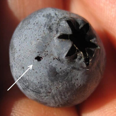 SWD Blueberry Damage — Spotted Wing Drosophila (SWD)