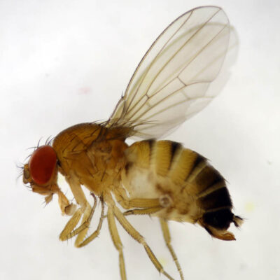 SWD Female — Spotted Wing Drosophila (SWD)