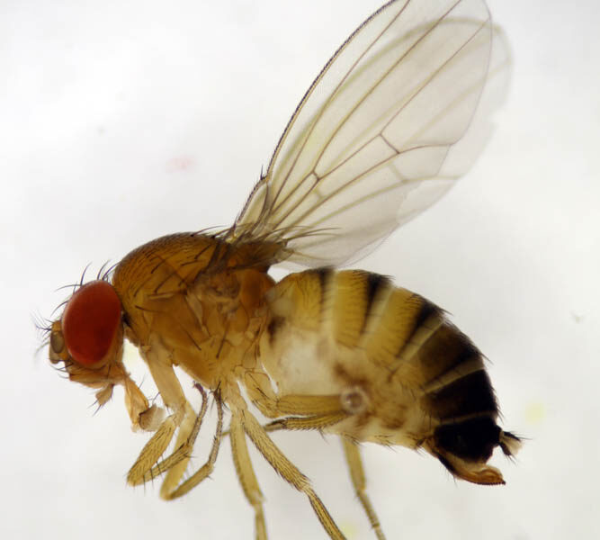 Spotted Wing Drosophila (SWD)