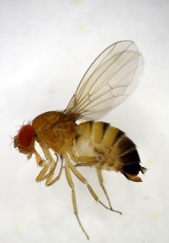 Spotted Wing Drosophila (SWD)