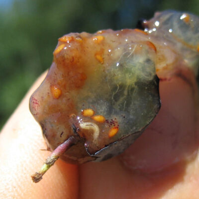 SWD Larva on Blueberry — Spotted Wing Drosophila (SWD)