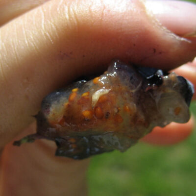 SWD Larva on Blueberry — Spotted Wing Drosophila (SWD)