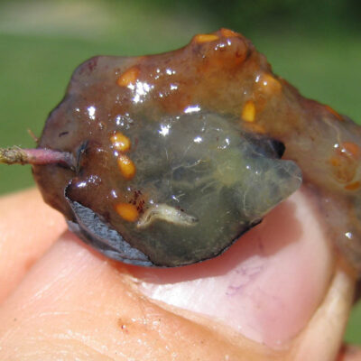 SWD Larva on Blueberry — Spotted Wing Drosophila (SWD)