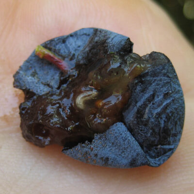 SWD Larva on Blueberry — Spotted Wing Drosophila (SWD)