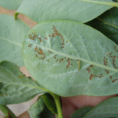 Sawfly Larva & Typical Feeding Damage — Sawflies