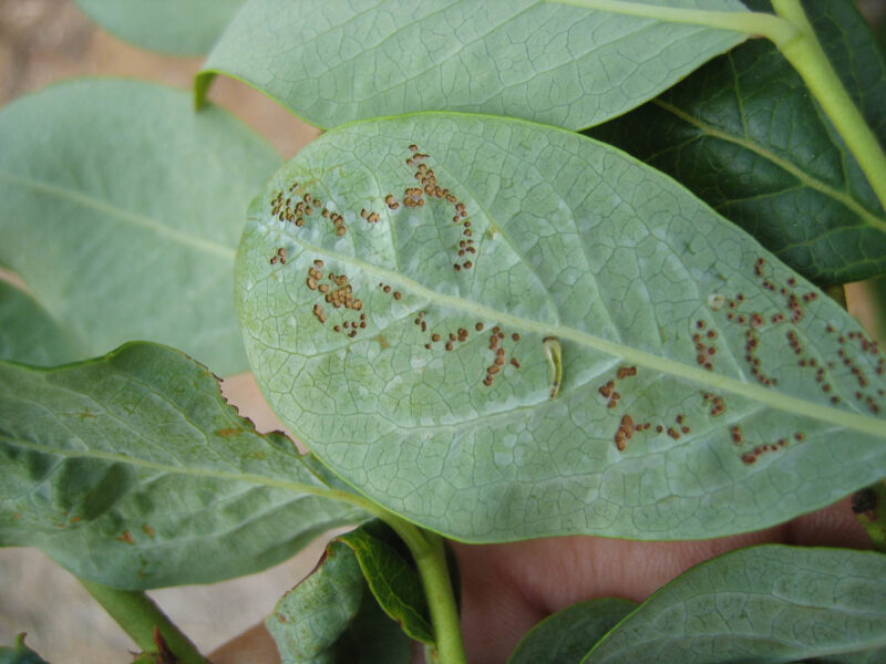 Sawflies