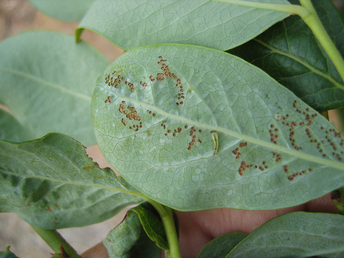 Sawflies