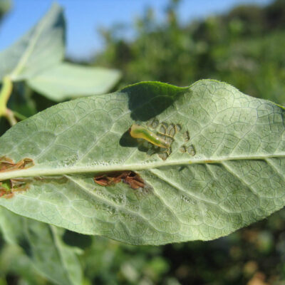 Sawfly Larva & Typical Feeding Damage — Sawflies