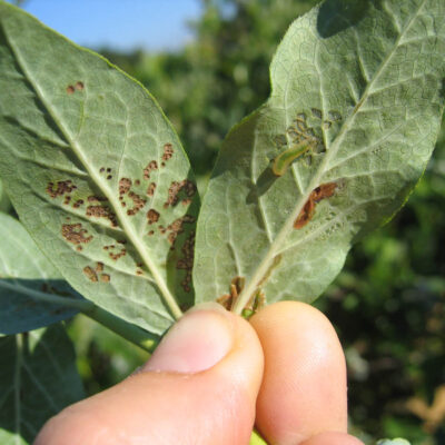 Sawfly Larva & Typical Feeding Damage — Sawflies