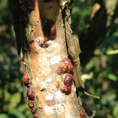 Scale Insects — Scales & Mealybugs