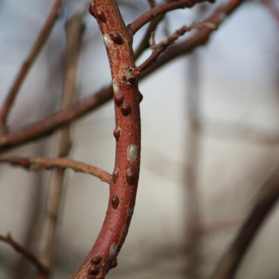 Scale Insects — Scales & Mealybugs