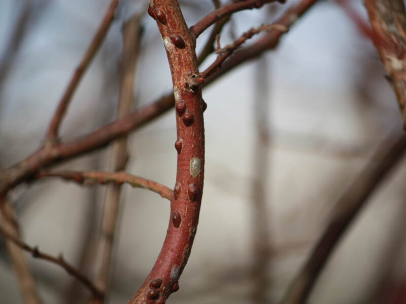 Scales & Mealybugs