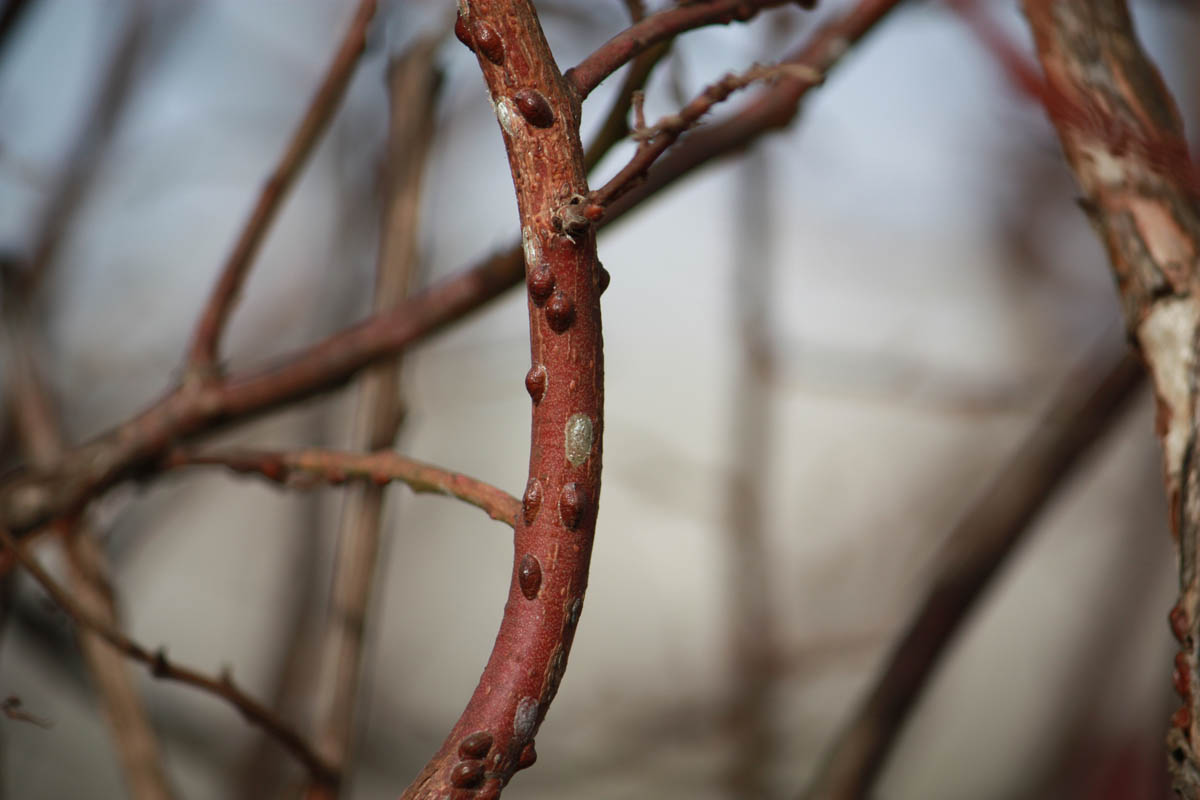 Scales & Mealybugs
