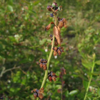 Blueberry Scorch Virus — Blueberry Scorch Virus (BIScV)