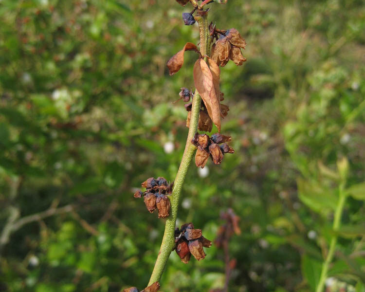 Blueberry Scorch Virus (BIScV)
