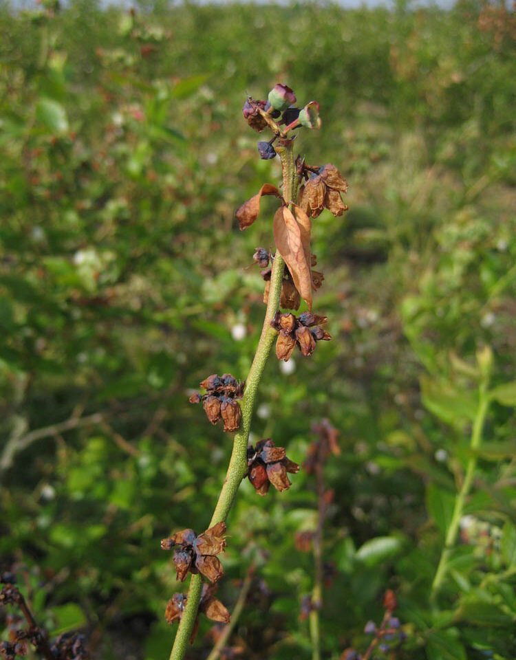 Blueberry Scorch Virus (BIScV)