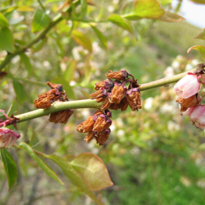 Blueberry Scorch Virus — Blueberry Scorch Virus (BIScV)