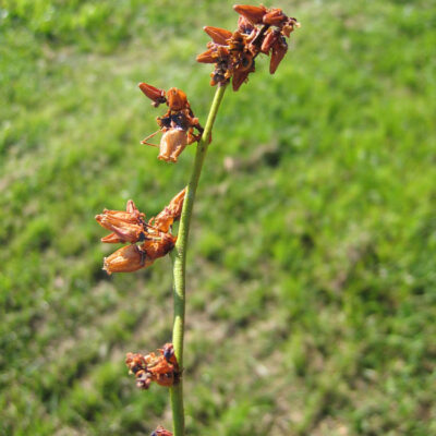 Blueberry Scorch Virus — Blueberry Scorch Virus (BIScV)