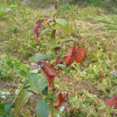 Blueberry Scorch Virus — Blueberry Scorch Virus (BIScV)