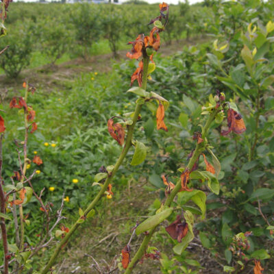 Blueberry Scorch Virus — Blueberry Scorch Virus (BIScV)
