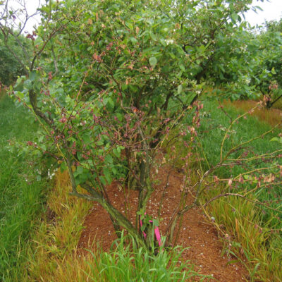 Blueberry Scorch Virus — Blueberry Scorch Virus (BIScV)