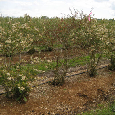 Blueberry Scorch Virus — Blueberry Scorch Virus (BIScV)