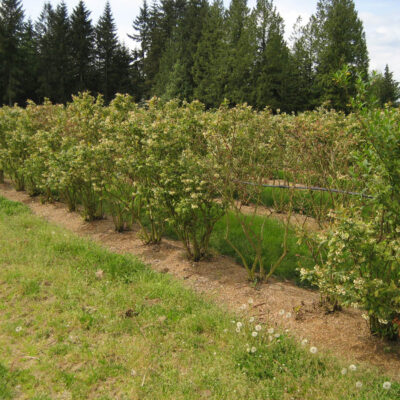 Blueberry Scorch Virus — Blueberry Scorch Virus (BIScV)