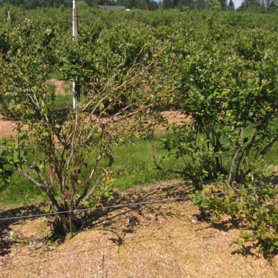 Blueberry Scorch Virus — Blueberry Scorch Virus (BIScV)
