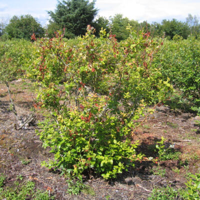 Blueberry Scorch Virus — Blueberry Scorch Virus (BIScV)