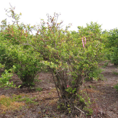 Blueberry Scorch Virus — Blueberry Scorch Virus (BIScV)