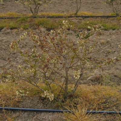 Blueberry Scorch Virus — Blueberry Scorch Virus (BIScV)