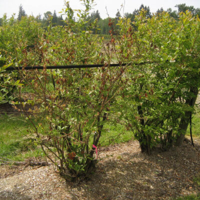 Blueberry Shock Virus — Blueberry Shock Virus (BIShV)